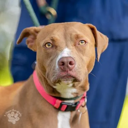 An adult medium-sized female Pit Bull Terrier dog named Nyla for adoption in Honolulu, HI