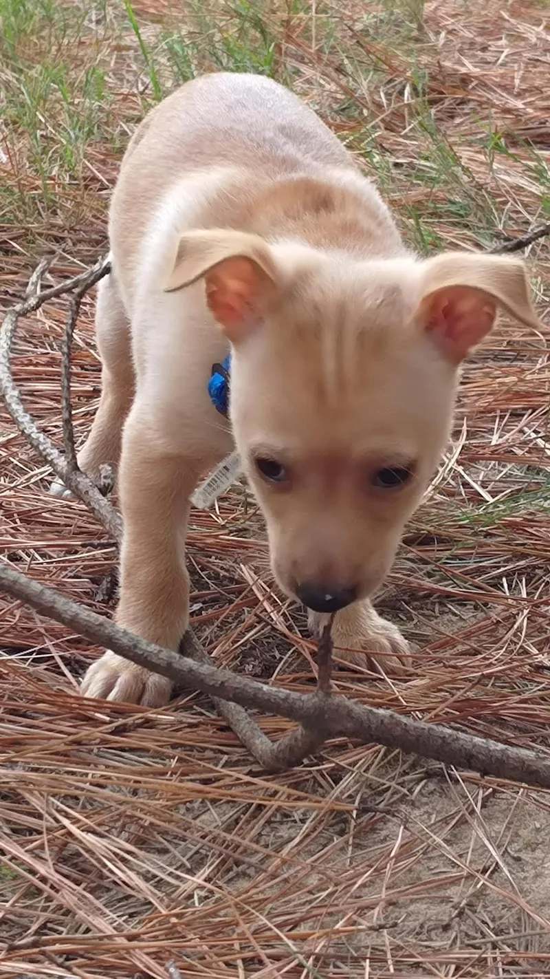 A baby small-sized male Chihuahua dog named Rayon for adoption in Cumming, GA
