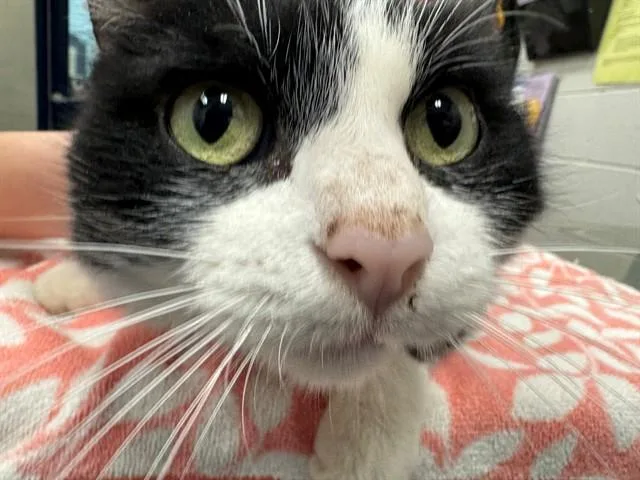 Baby Cat