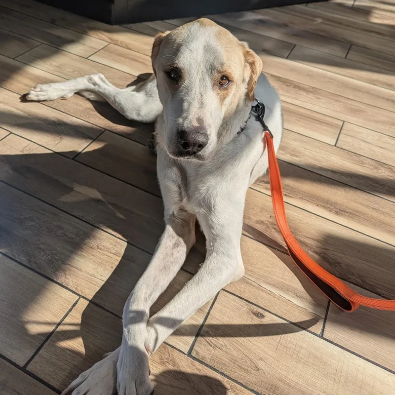An adult large-sized male White / Cream Great Pyrenees dog named Mitch for adoption in Chatham, NJ