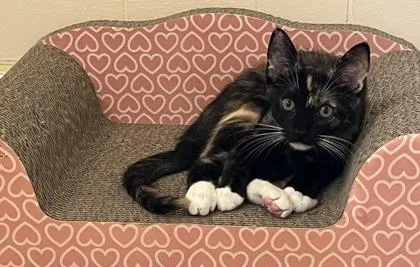 A young small-sized female Domestic Short Hair cat named Clover for adoption in Phoenix, AZ