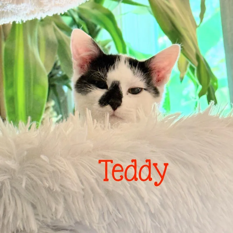 A baby medium-sized male White Domestic Short Hair cat named Teddy...a gentle little soul for adoption in Murfreesboro, TN