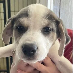 A baby small-sized female White / Cream Great Pyrenees dog named Elena for adoption in Briarcliff Manor, NY