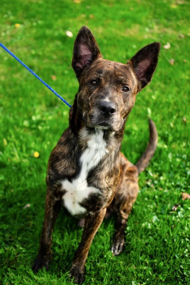 An adult large-sized male Shepherd dog named Briggs for adoption in Frankfort, NY