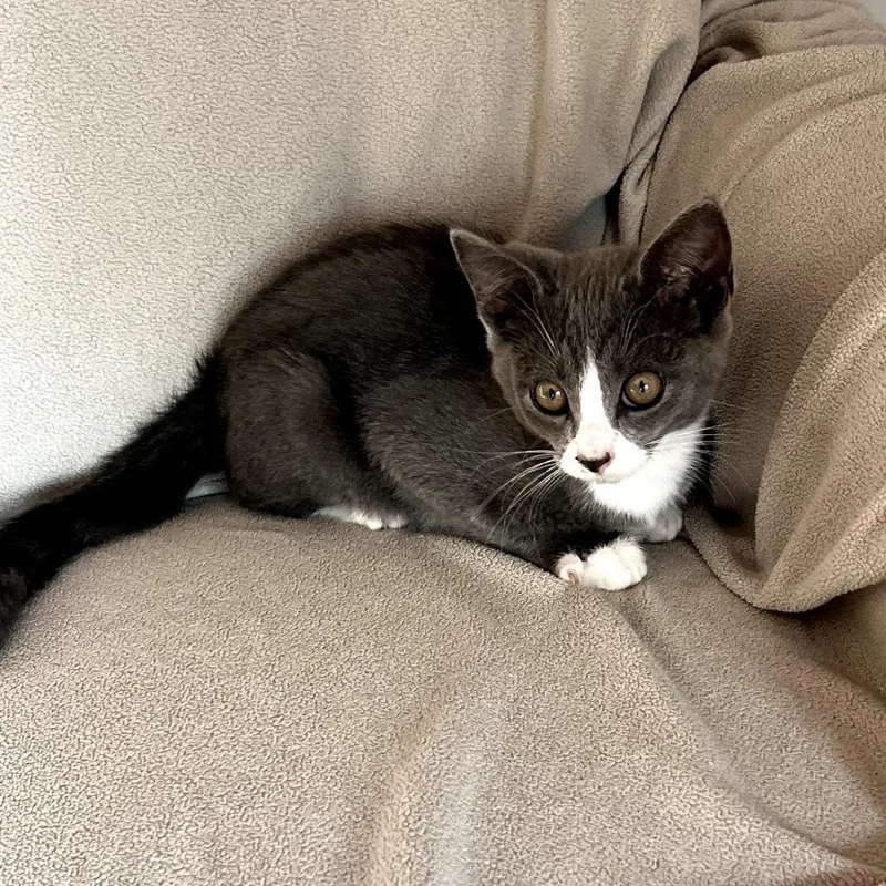 A baby small-sized female Gray / Blue / Silver Domestic Short Hair cat named Pudge for adoption in Brea, CA