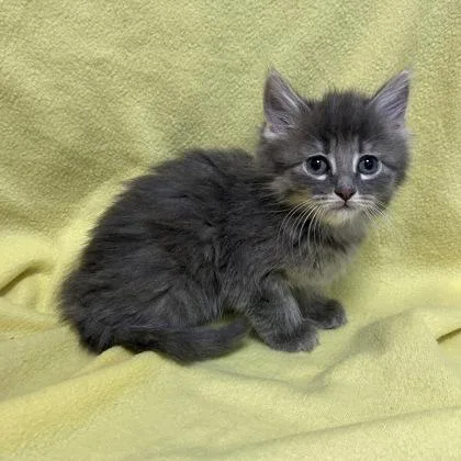 A baby small-sized male Domestic Long Hair cat named Ashton for adoption in Janesville, WI