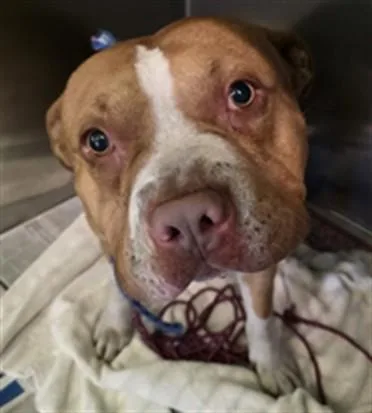 A young medium-sized male Pit Bull Terrier dog named Wilbur for adoption in Los Angeles, CA