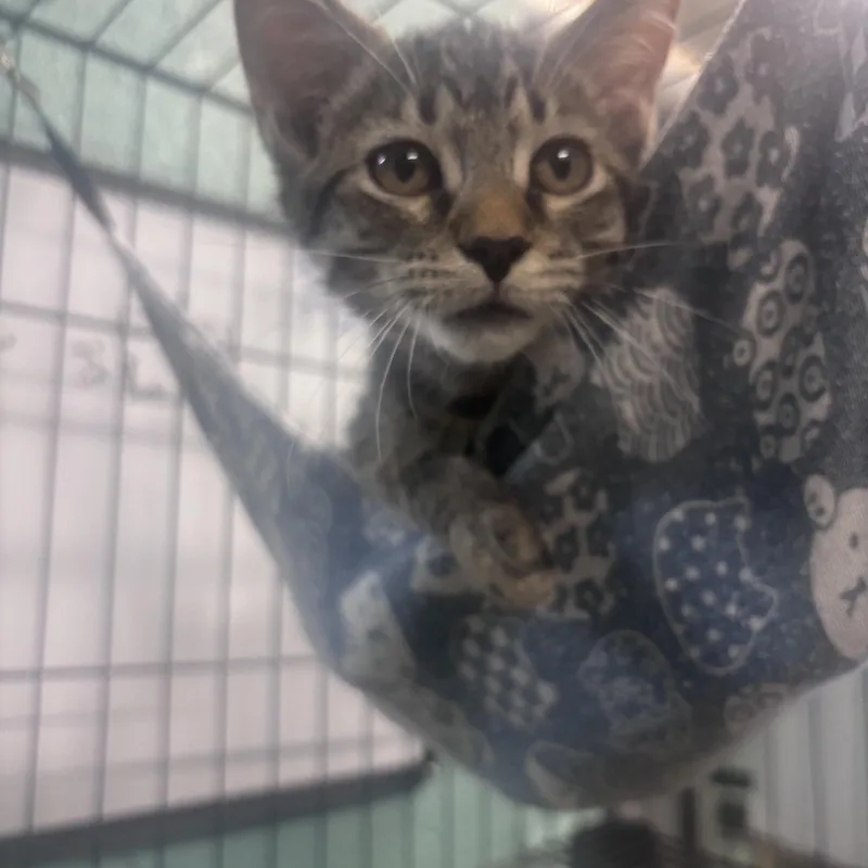 A baby small-sized male Domestic Short Hair cat named Gunner for adoption in Marion, NC