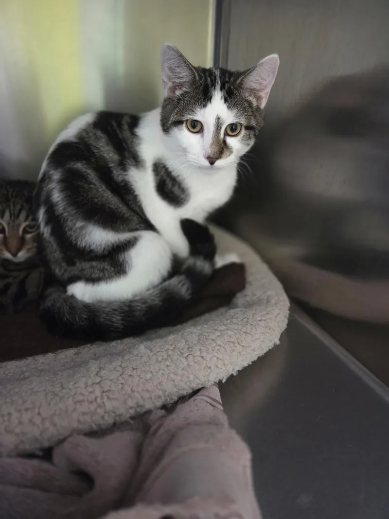 A baby medium-sized male Black & White / Tuxedo Domestic Short Hair cat named Cosmo Shewman for adoption in Stowe, PA