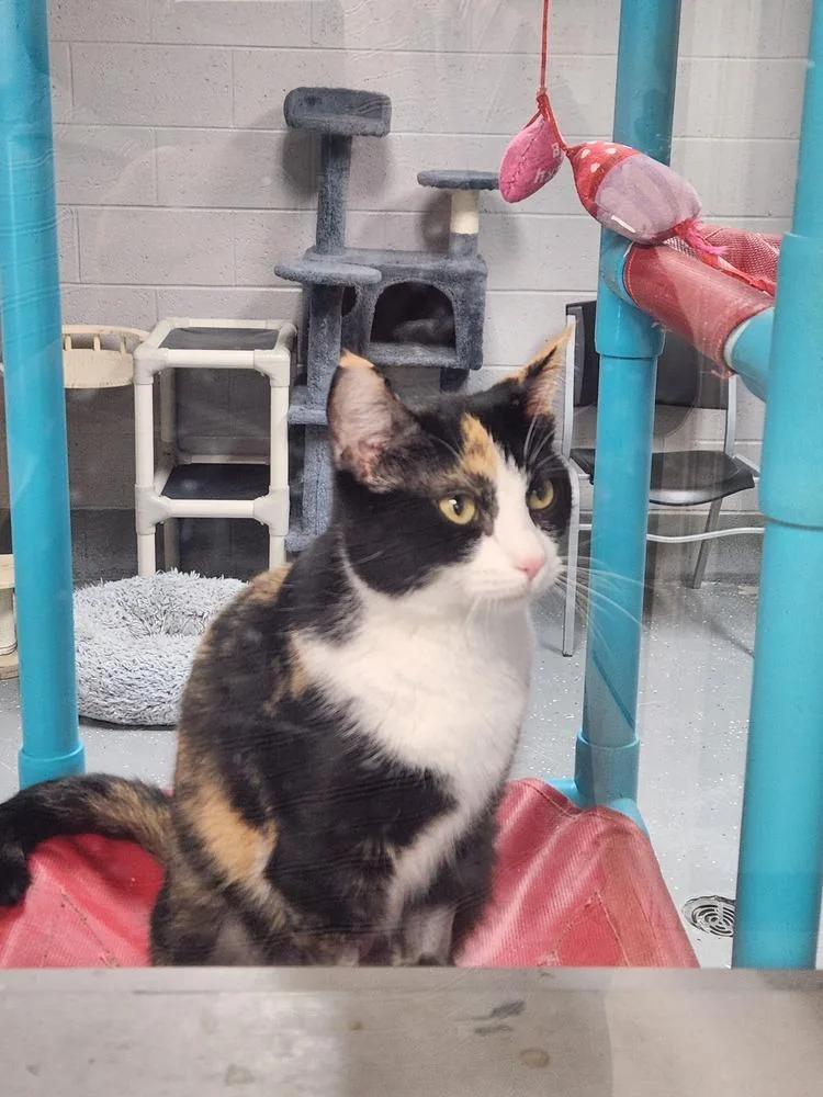 An adult medium-sized female Domestic Short Hair cat named Rosemary for adoption in Lexington, TN