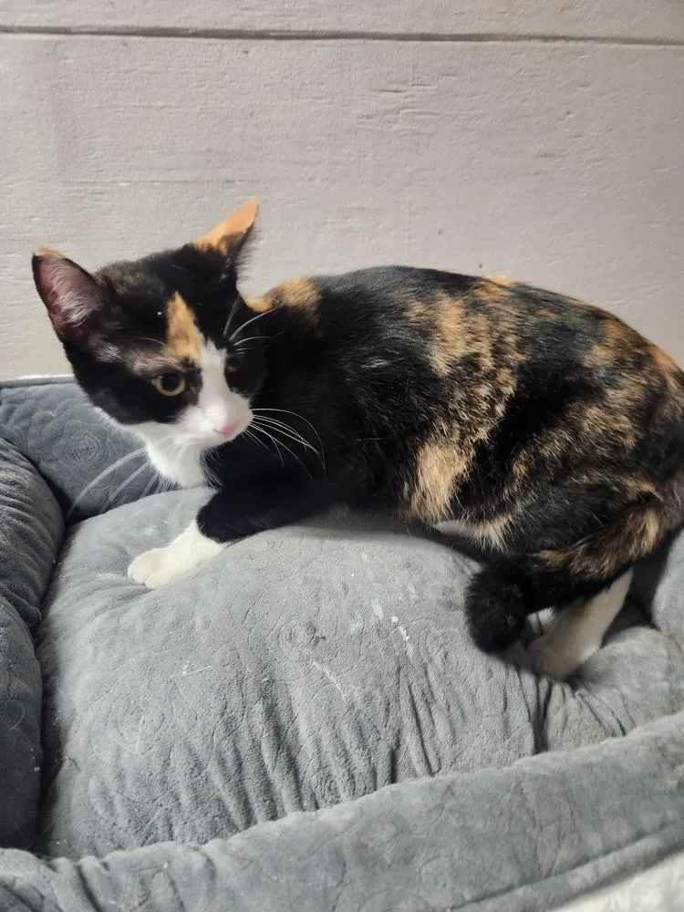 Rosemary thumbnail 2