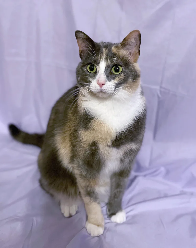 A young medium-sized female Dilute Calico Domestic Short Hair cat named Sky for adoption in Lake Monroe, FL