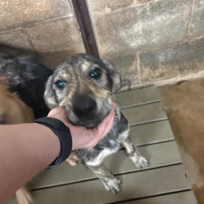 A baby medium-sized female Brindle Shepherd dog named Peanut for adoption in Austin, TX