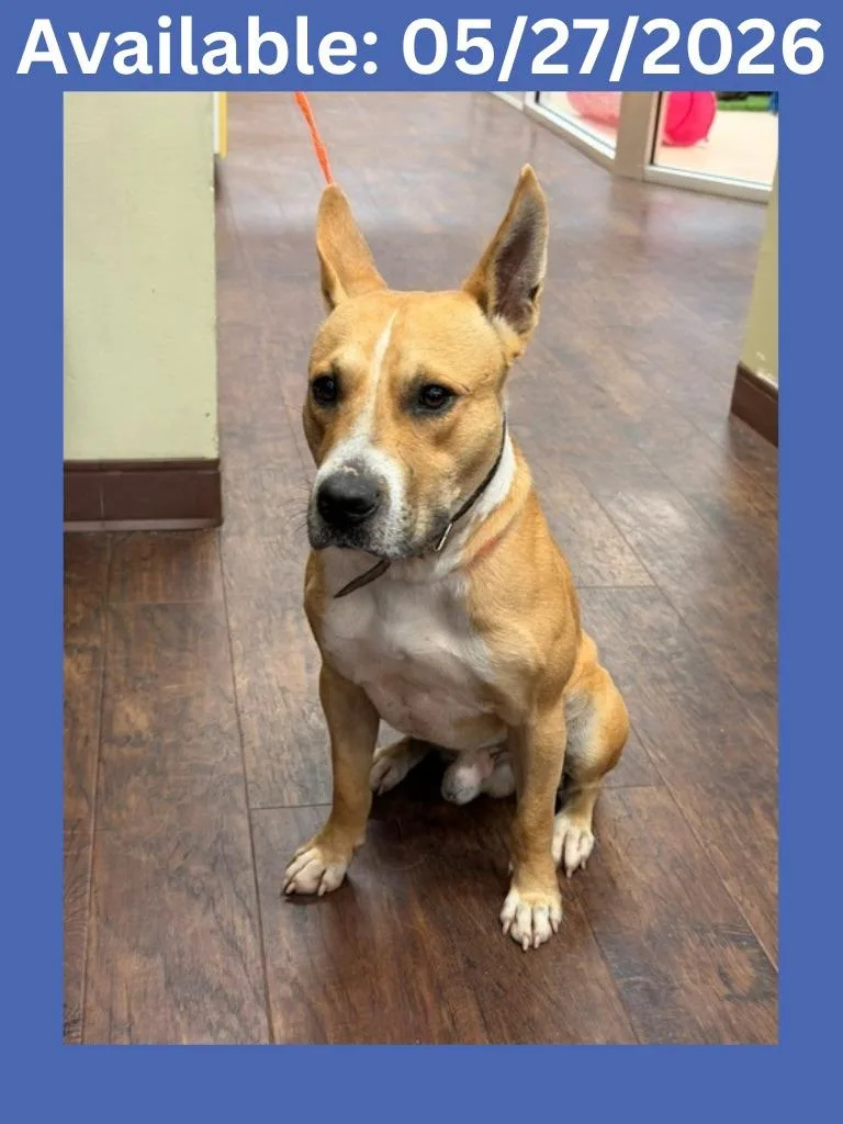 An adult medium-sized male Pit Bull Terrier dog named Dog Kennel Bo for adoption in Greenville, TX