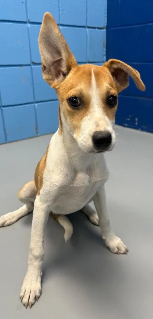 A baby medium-sized female Hound dog named Sailor for adoption in Hartsville, SC