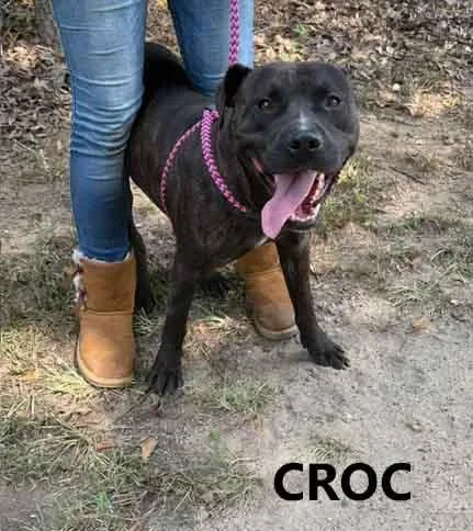 An adult medium-sized male Brindle Pit Bull Terrier dog named Croc for adoption in Washington, GA