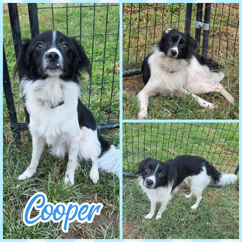 A young small-sized male Black Dachshund dog named Cooper for adoption in Blacksburg, SC