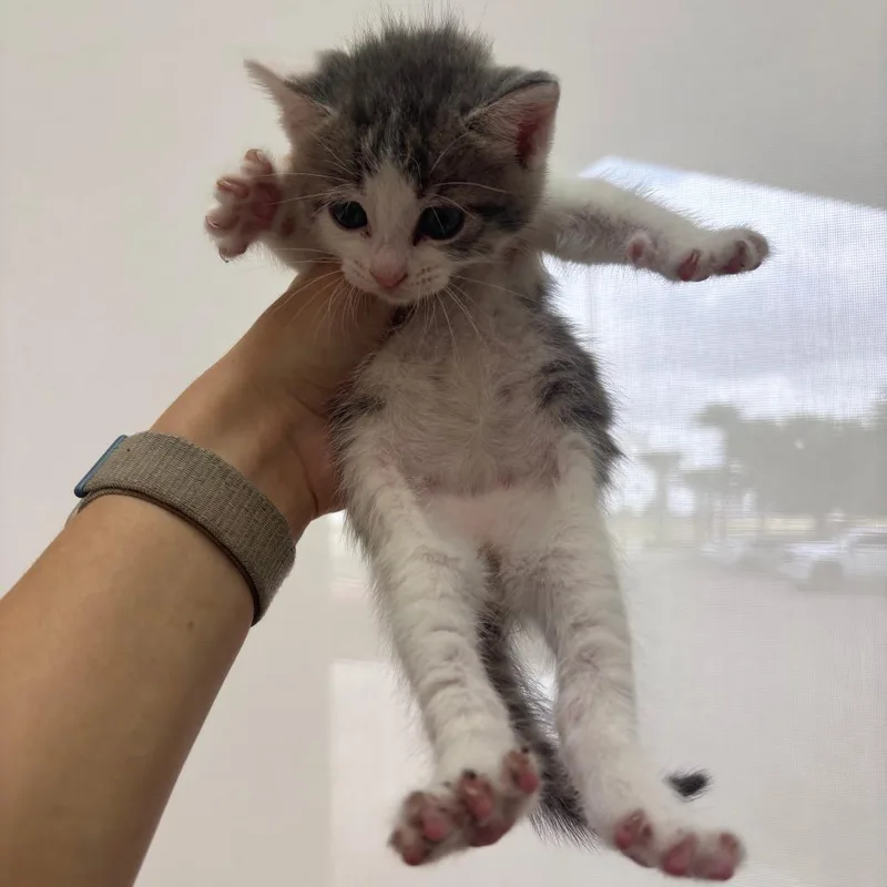 A baby small-sized male White Domestic Short Hair cat named Blueberry for adoption in Corpus Christi, TX