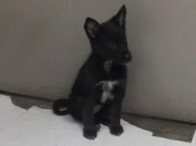 A baby small-sized female Belgian Shepherd / Malinois dog named Justice for adoption in Oroville, CA