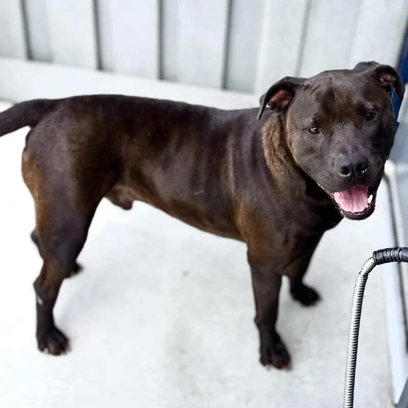 An adult large-sized male Brown / Chocolate Mixed Breed dog named Rex for adoption in Matteson, IL
