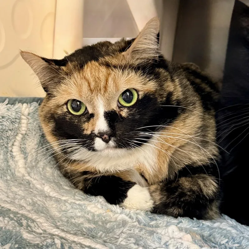 An adult extra large-sized female Brown / Chocolate Domestic Short Hair cat named Ashley for adoption in Palm Springs, CA
