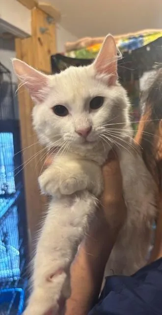 Colomba Bonded With Fiordaliso