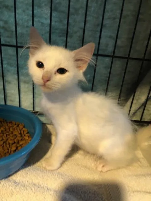 Colomba Bonded With Fiordaliso thumbnail 2