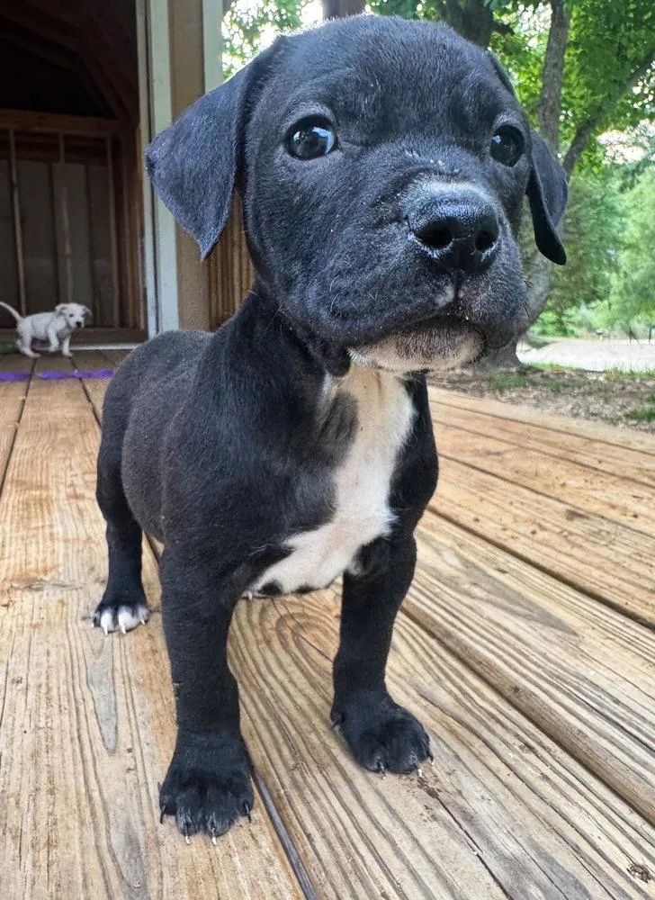Bluto