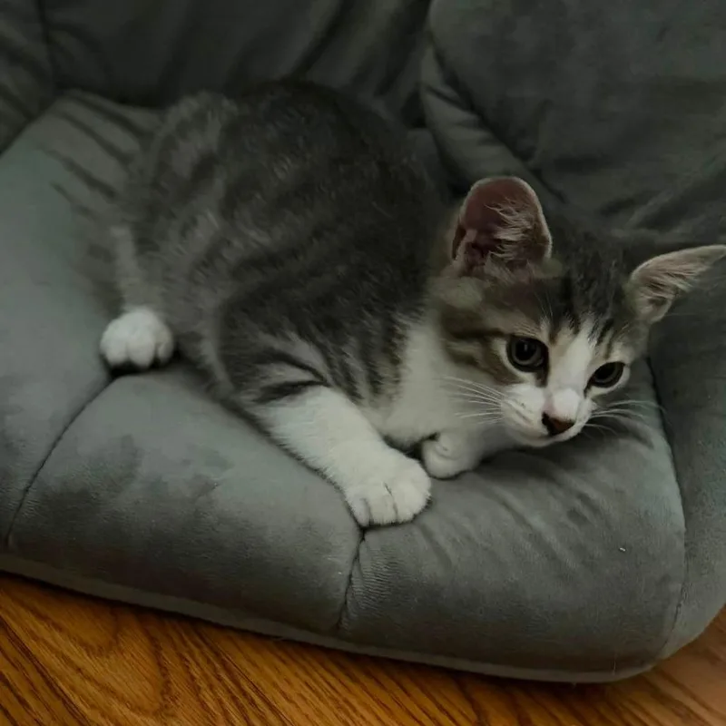 A baby small-sized female Gray / Blue / Silver Domestic Short Hair cat named Shrimp for adoption in Gloucester, VA