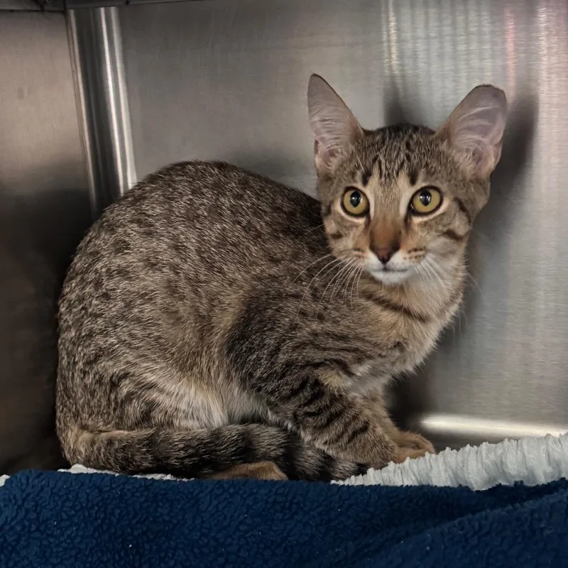 A baby small-sized male Domestic Short Hair cat named Mahi for adoption in Middleburg, FL