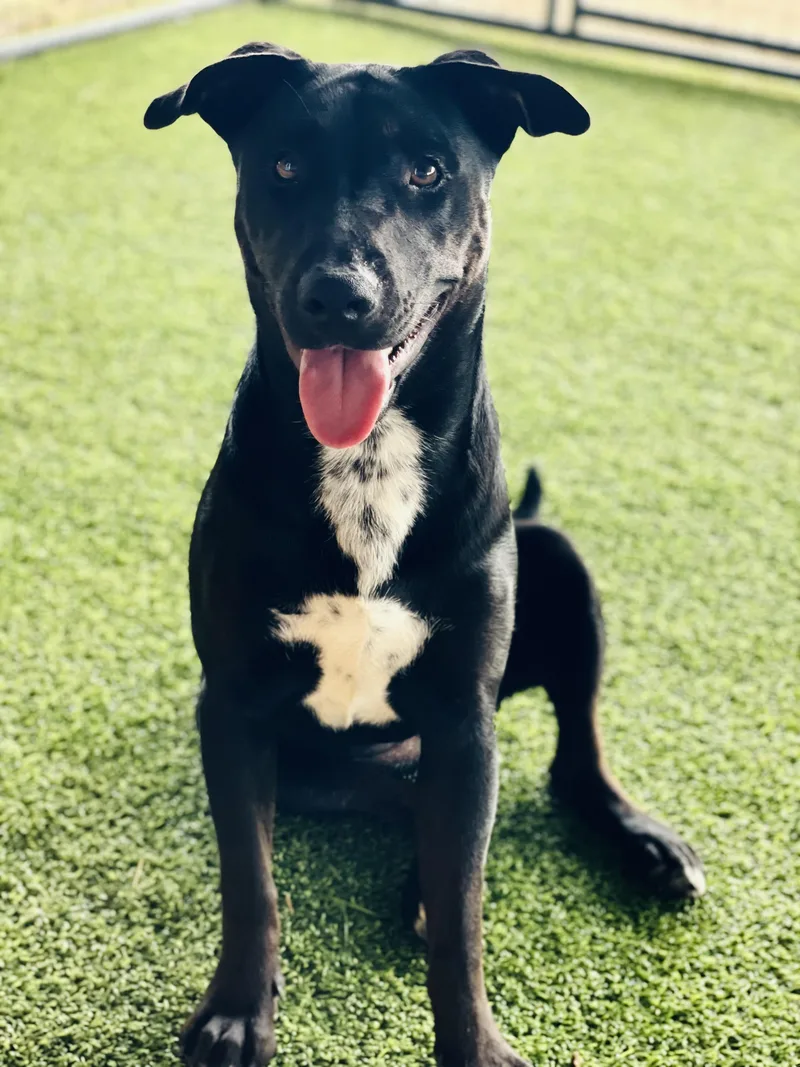 A young medium-sized female Black Whippet dog named Jazzy for adoption in Houston, TX