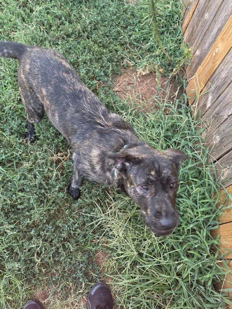 An adult large-sized female Mastiff dog named Mercy for adoption in Oklahoma City, OK