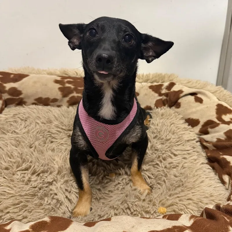 An adult small-sized female Black Dachshund dog named Faith for adoption in Cedar Park, TX