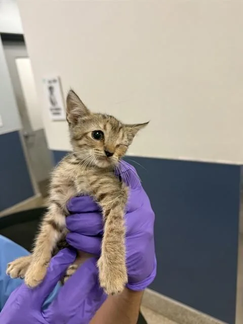 A baby small-sized female Domestic Short Hair cat named Gladys for adoption in Miami, FL