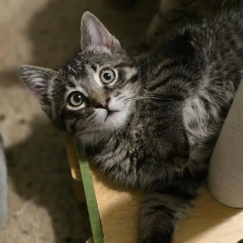 A baby small-sized male Brown / Chocolate Domestic Short Hair cat named Spicy Tuna Casper for adoption in Eagle Mountain, UT