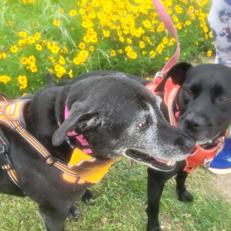 A senior medium-sized female Black Labrador Retriever dog named Kenzie for adoption in Kerrville, TX