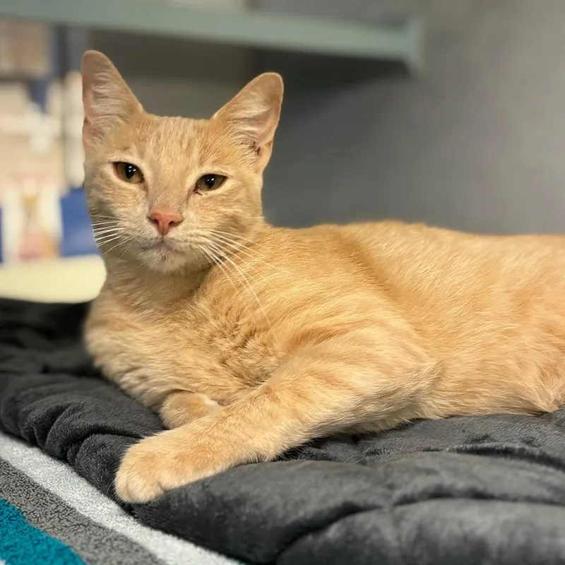 An adult large-sized male Orange / Red Domestic Short Hair cat named Elliot for adoption in Austin, TX