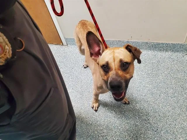A young large-sized female German Shepherd Dog dog named Cookie for adoption in Garland, TX