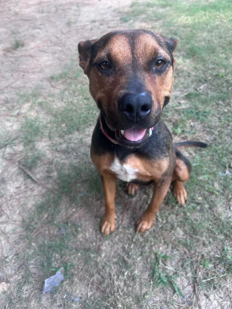 An adult medium-sized female Cattle Dog dog named Connie for adoption in Little Rock, AR