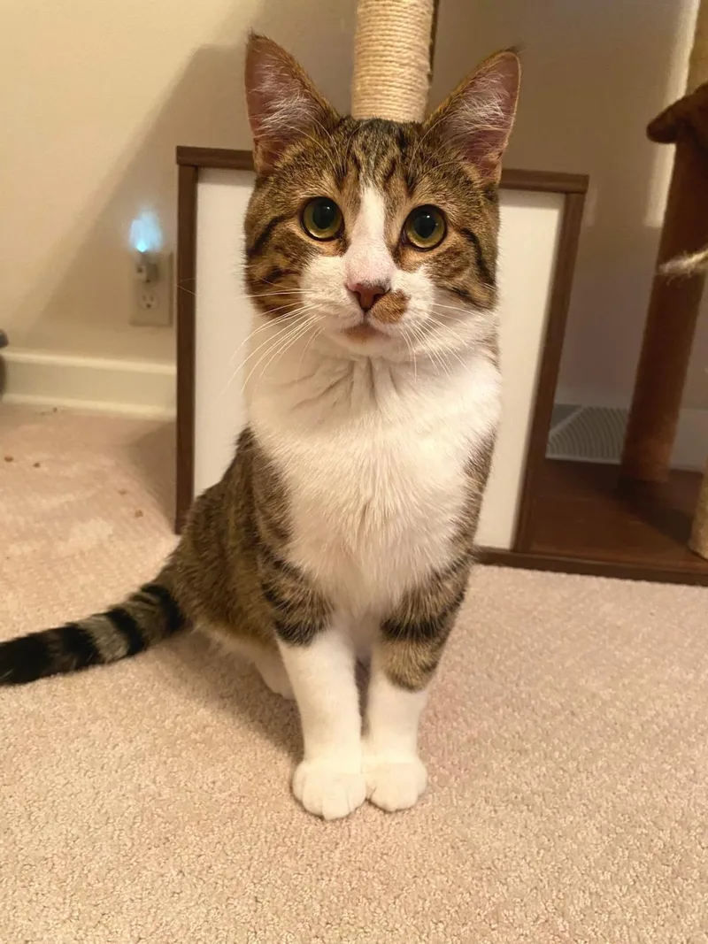 Simba