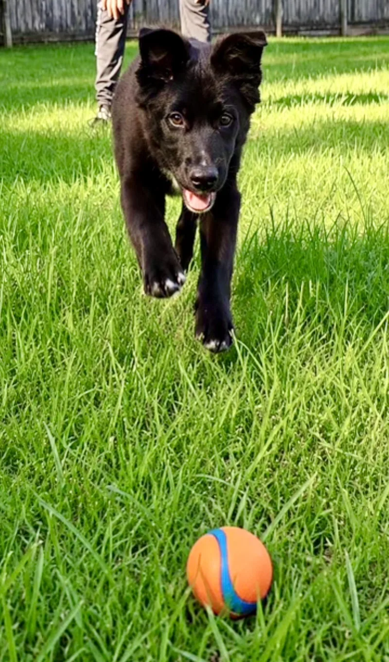 A baby extra large-sized male Black German Shepherd Dog dog named Cerberus for adoption in Covington, LA