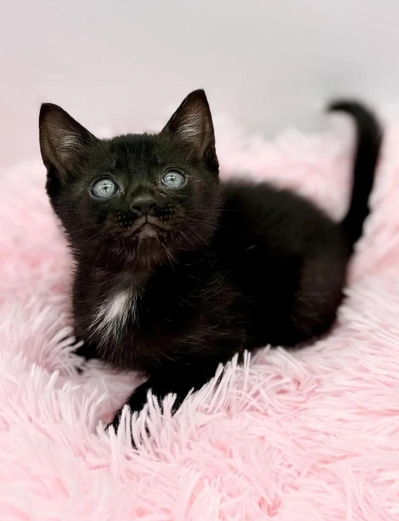 Cerberus thumbnail 2