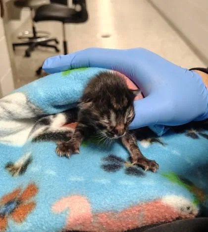 A baby small-sized male Domestic Short Hair cat named Sprout for adoption in Gastonia, NC