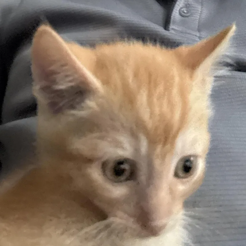 A baby small-sized male Orange / Red Domestic Short Hair cat named Cheeto Puff for adoption in Prosper, TX