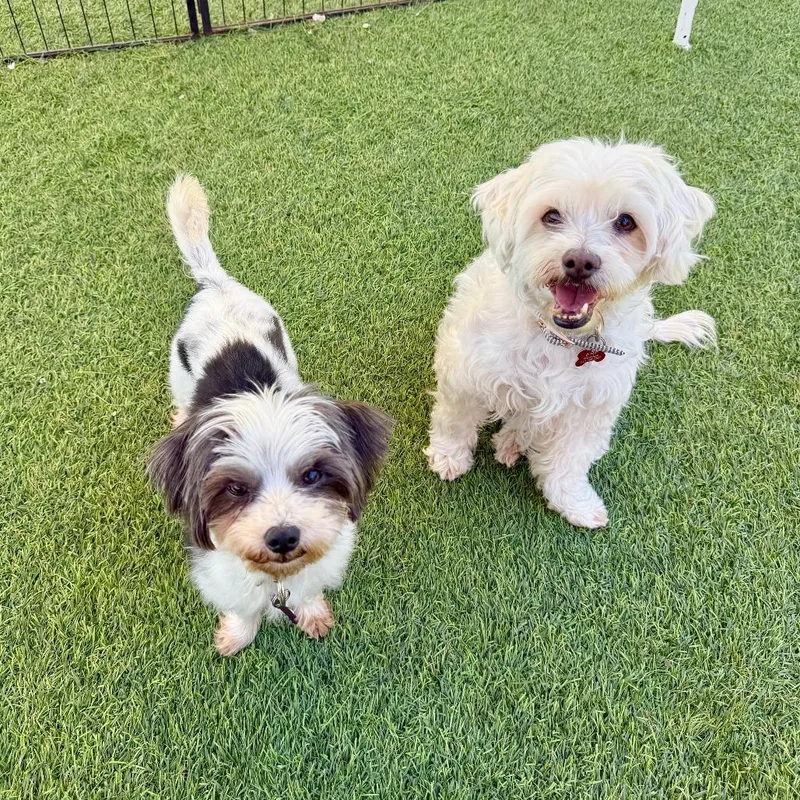 A senior small-sized female White / Cream Maltese dog named Amy for adoption in Agoura Hills, CA