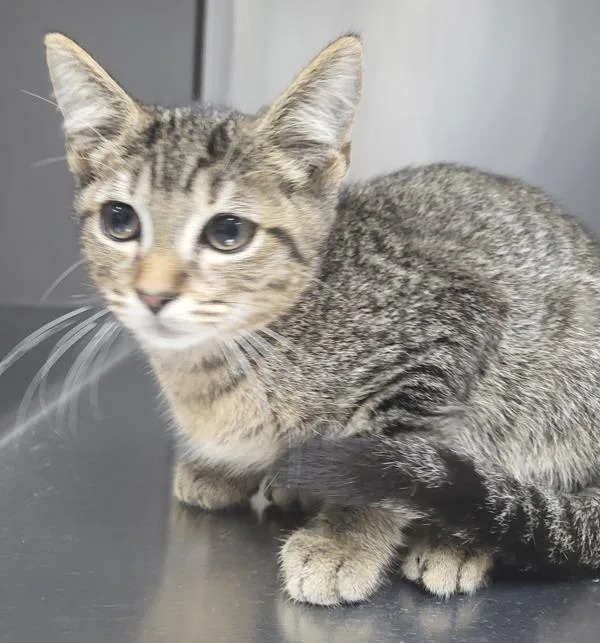 A baby small-sized male Domestic Short Hair cat named Kd  Maxie for adoption in Lawrenceville, GA