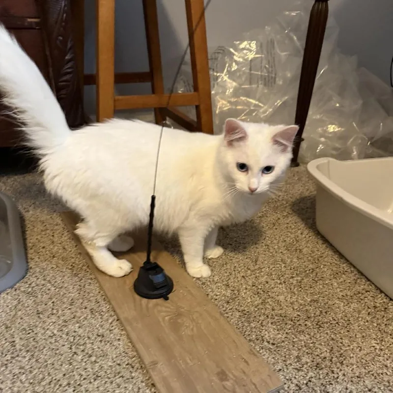 A young medium-sized female White Domestic Medium Hair cat named Eira for adoption in Fredericksburg, VA
