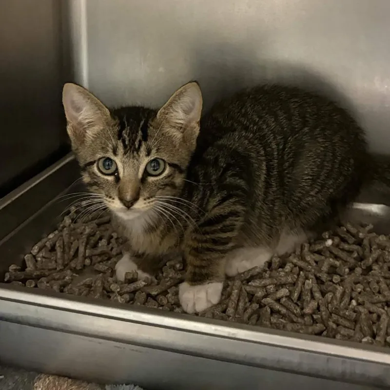 A baby small-sized male Brown / Chocolate Domestic Short Hair cat named Smithsonian for adoption in Beaumont, TX