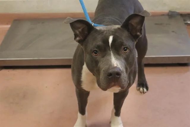 A young medium-sized female Mixed Breed dog named Pearl for adoption in Columbia, SC