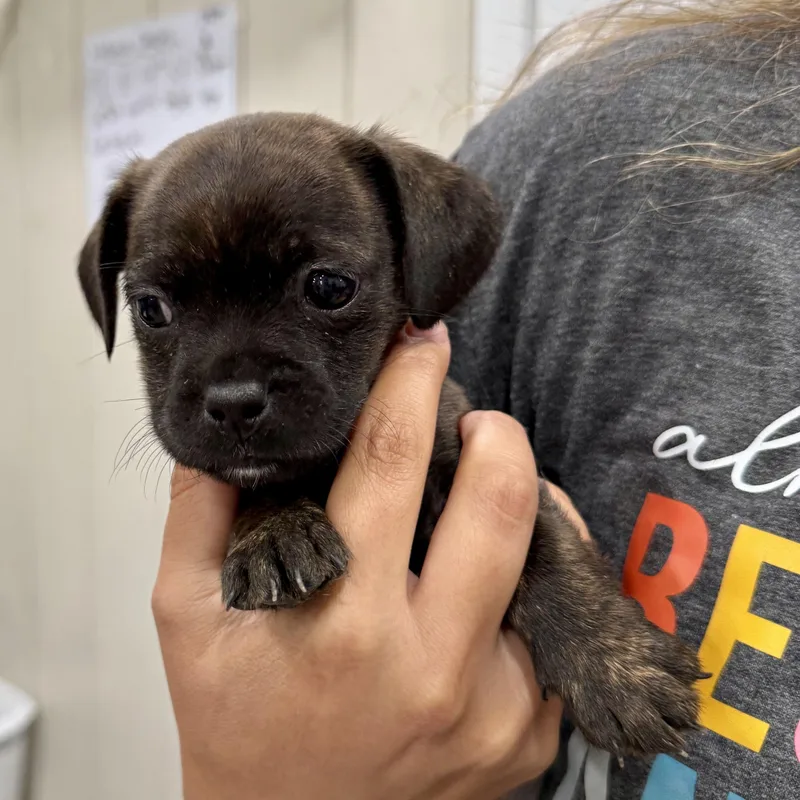 A baby small-sized female Boston Terrier dog named Acorn for adoption in Murphysboro, IL